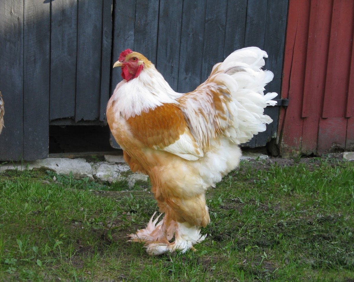 Брама светлая куропатчатая