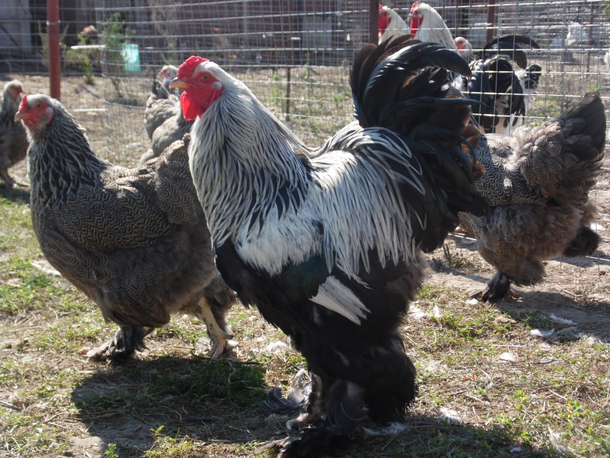 Куры породы Брама
