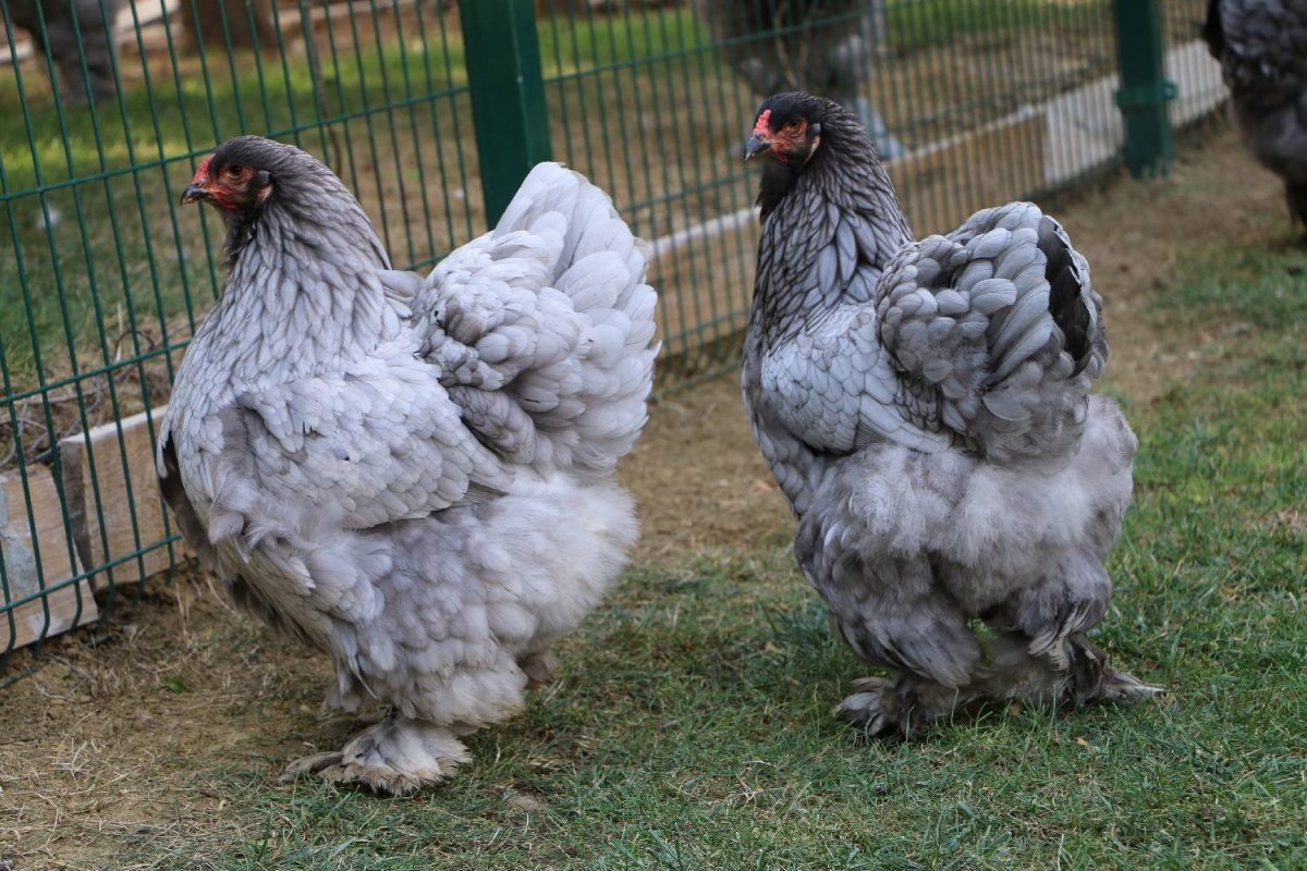 Кохинхин Изабелла