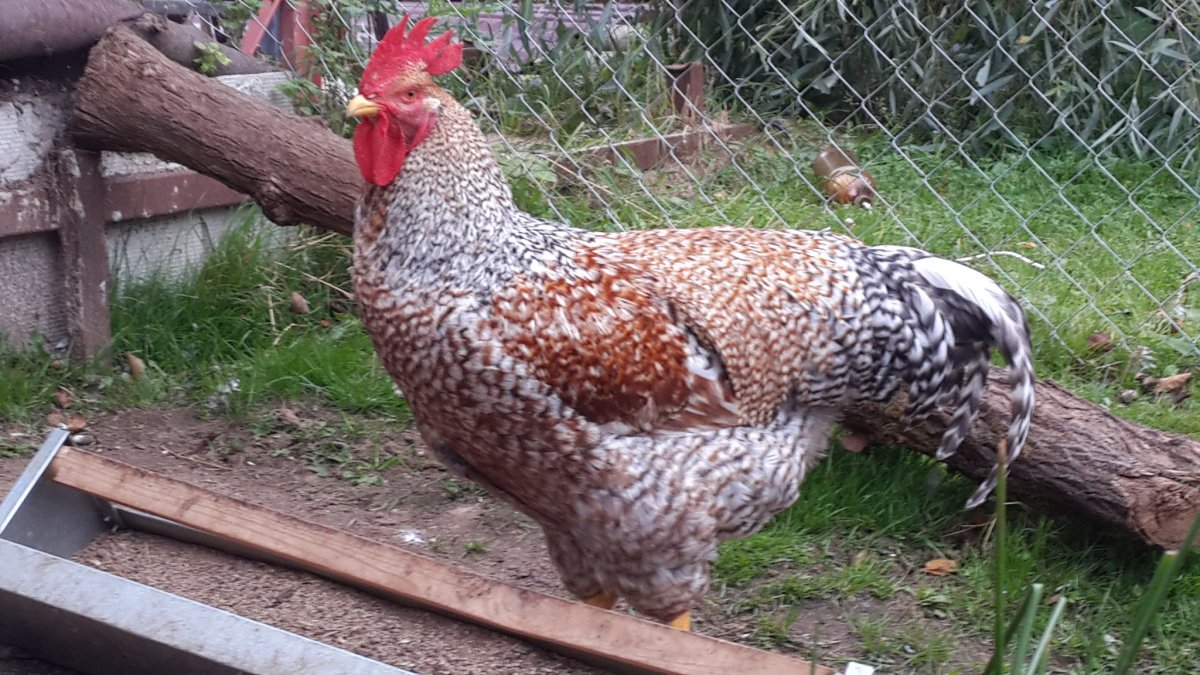 Нидеррайтер порода кур