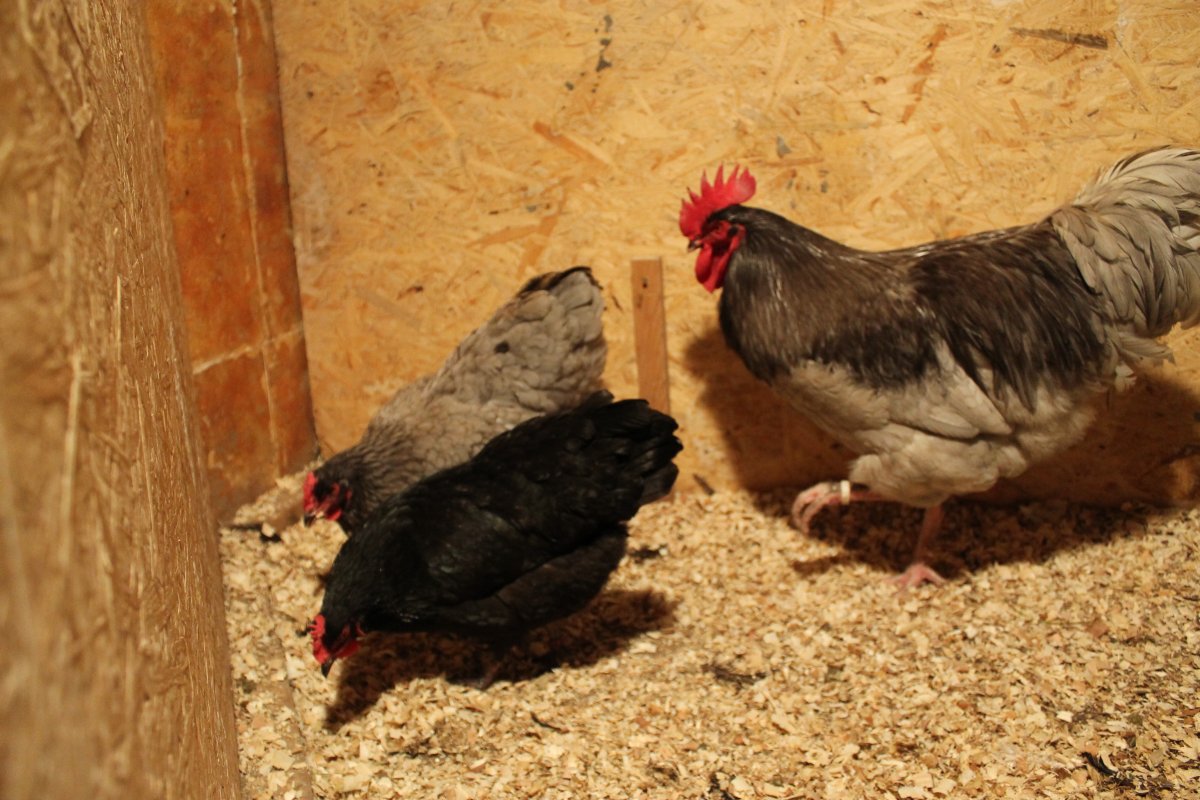 Нидерхайнеры куры