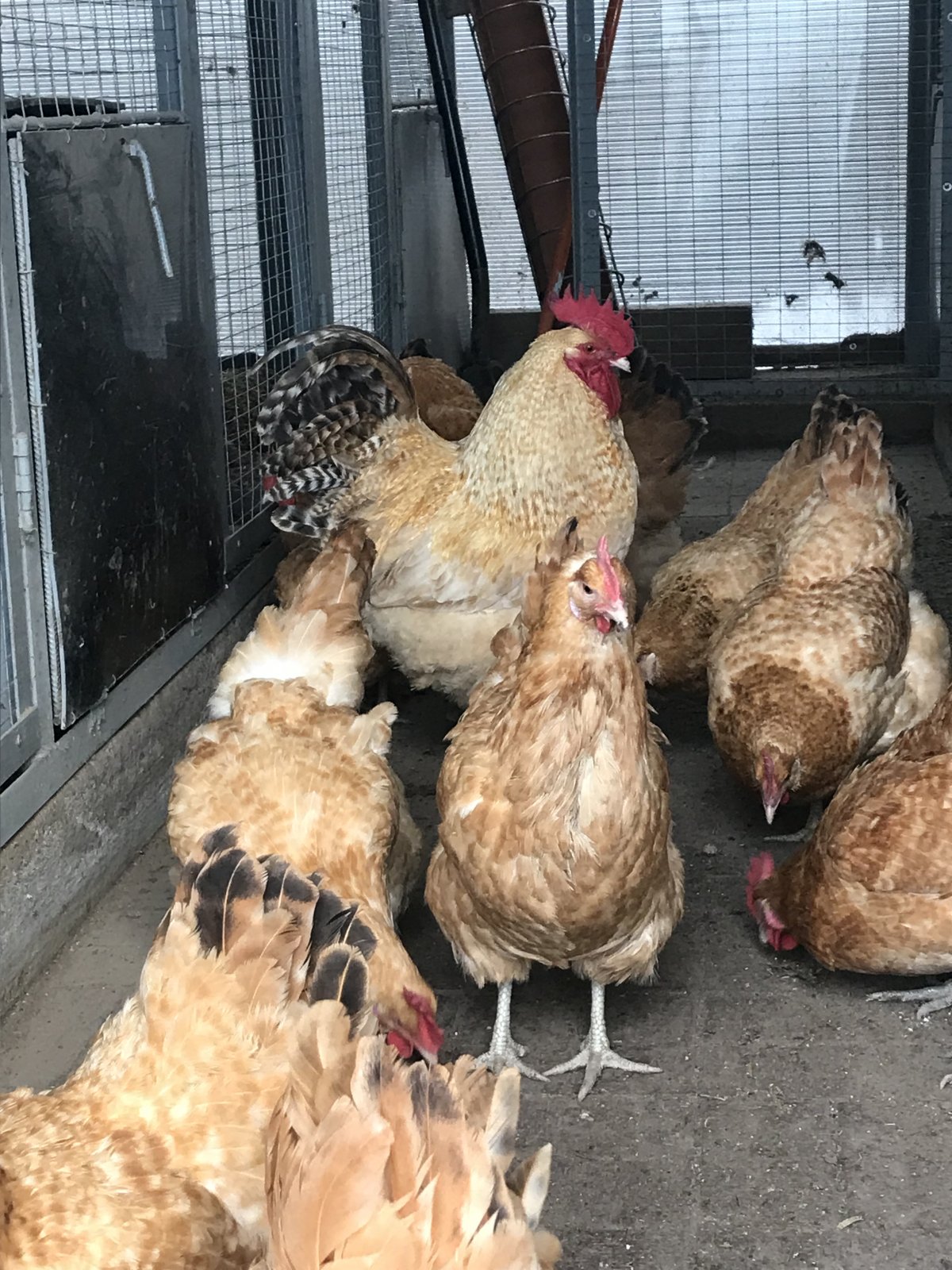 Порода кур Ливенская яйценоскость