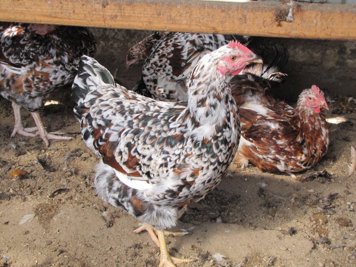 Сумтайлер порода кур