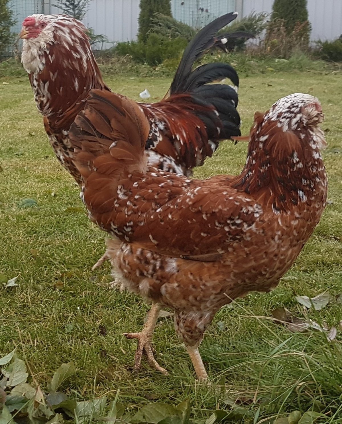 Порода кур Ландер