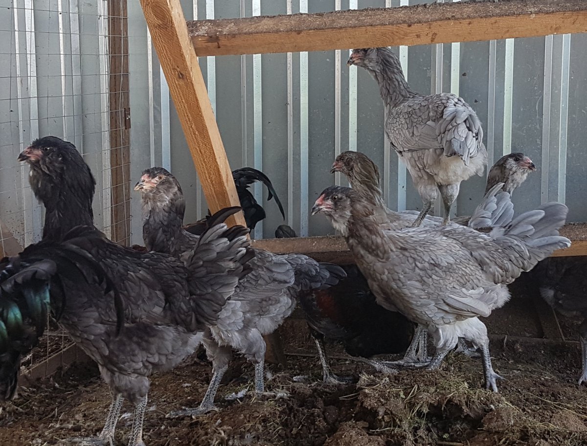 Нидерхайнер порода кур