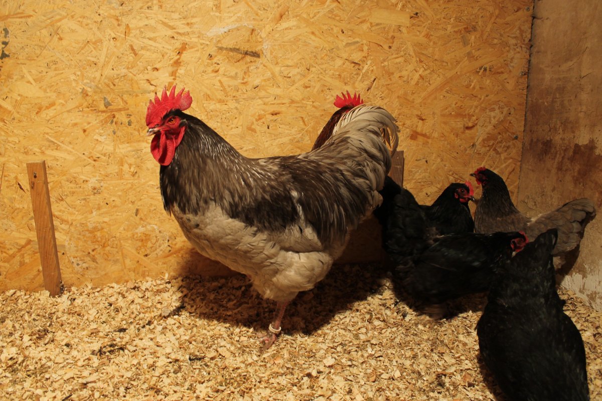 Нидерхайнер порода