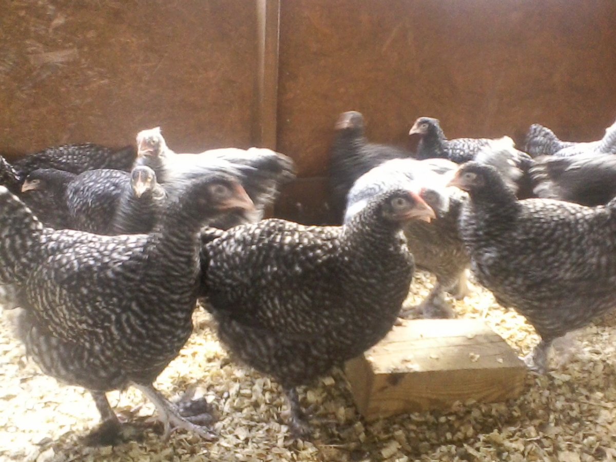 Нидерхайнер порода кур