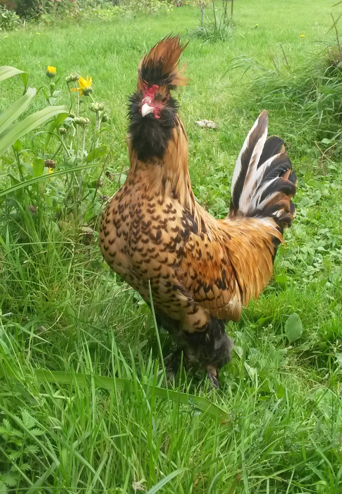 Куры Михневская Кукушка