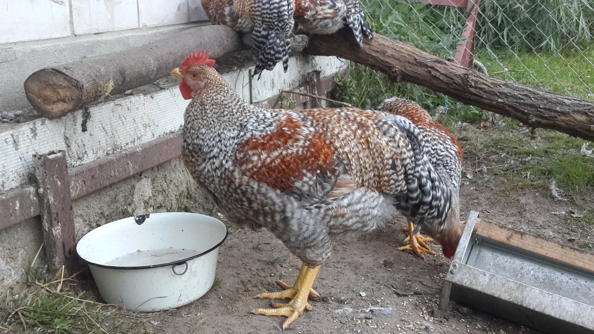 Микс Несушка