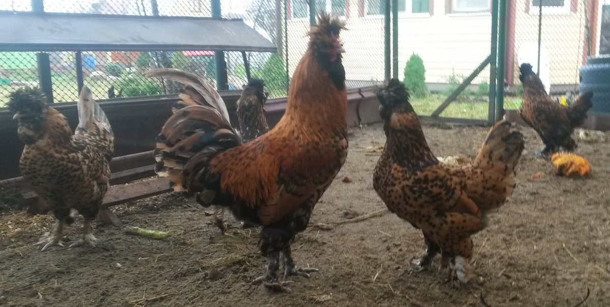 Краенкопп порода кур