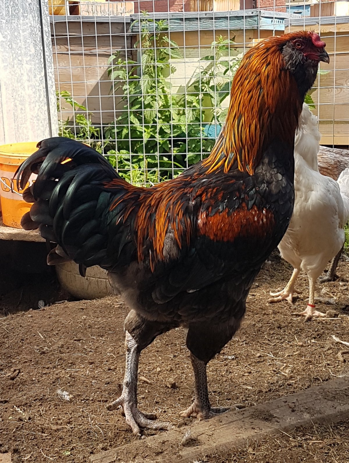 Нидерхайнер порода кур