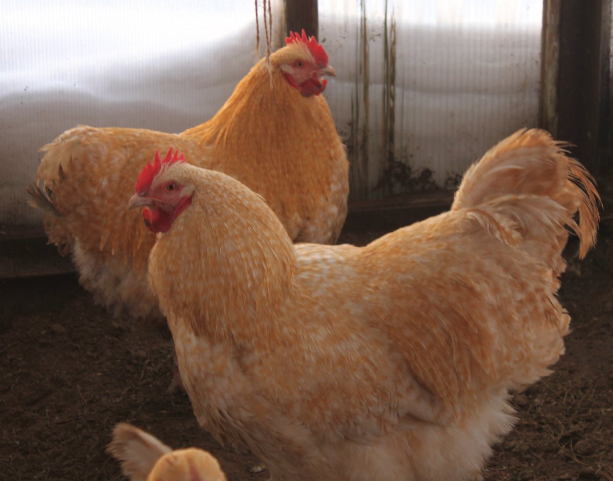 Нидерхайнер лимонно кукушечный