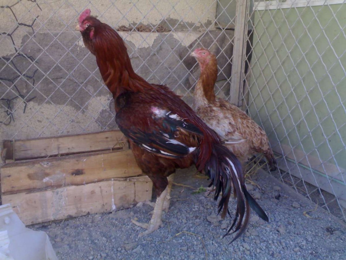 Нидерхайнер порода лимонно кукушечный