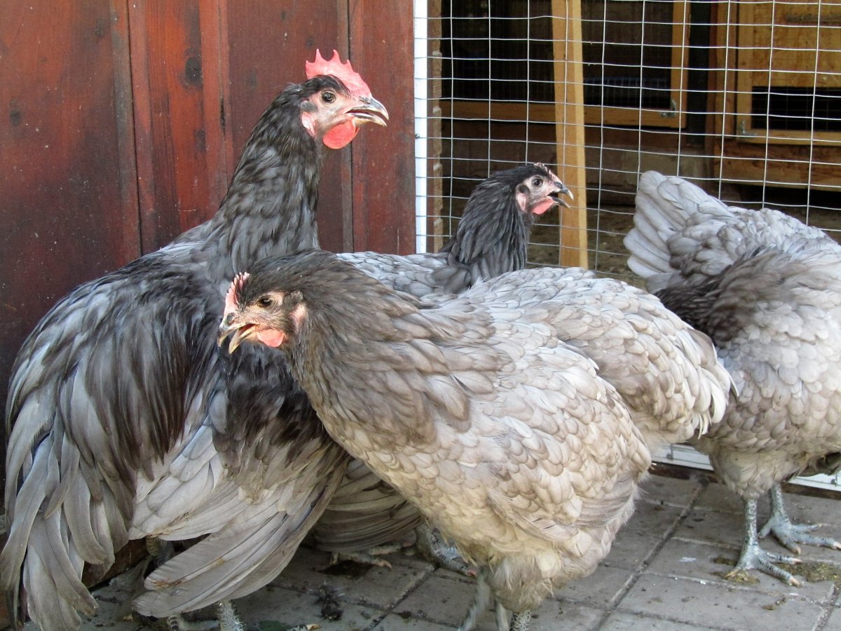 Нидерхайнер лимонно кукушечный