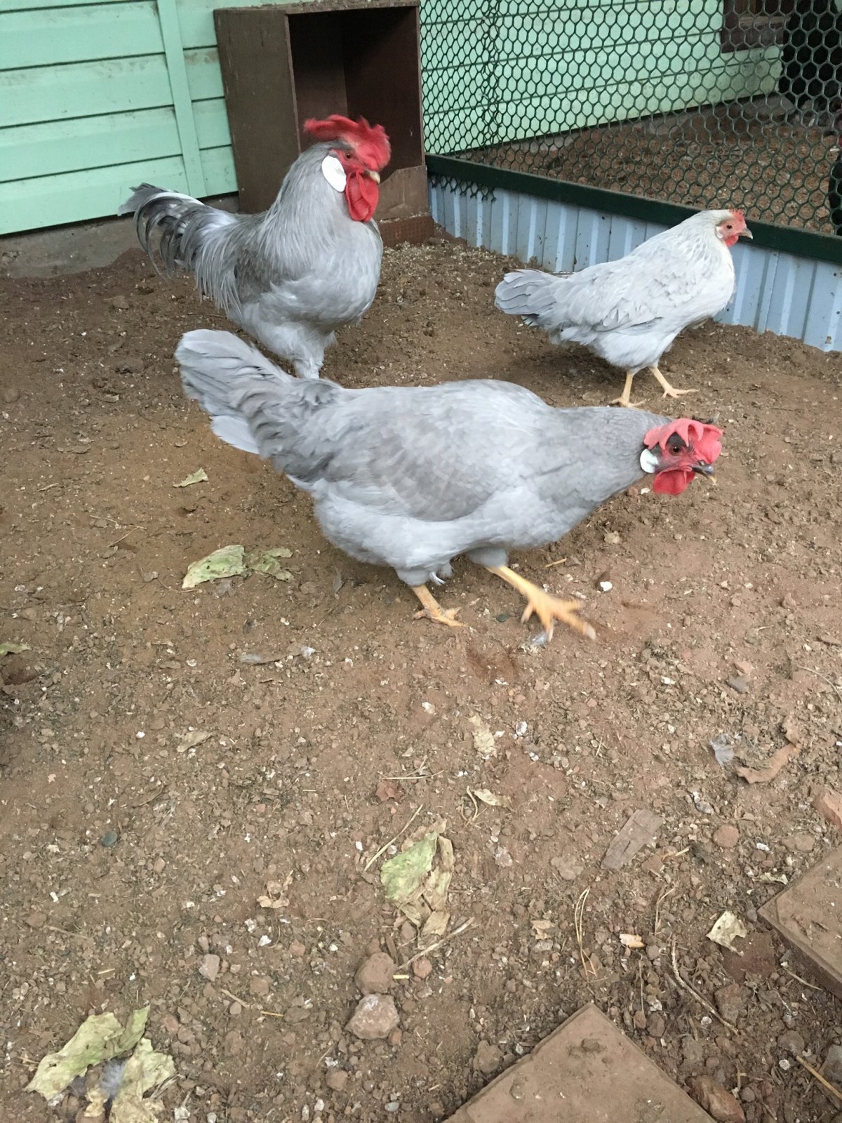 Нидерхайнер лимонно кукушечный куры