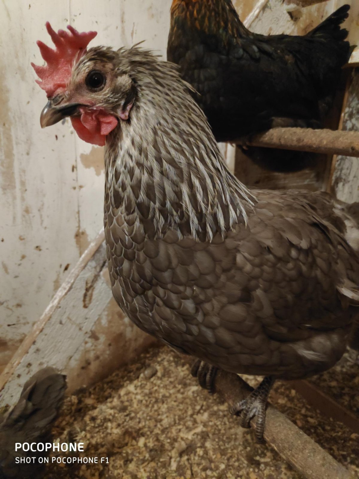 Орловская ситцевая порода