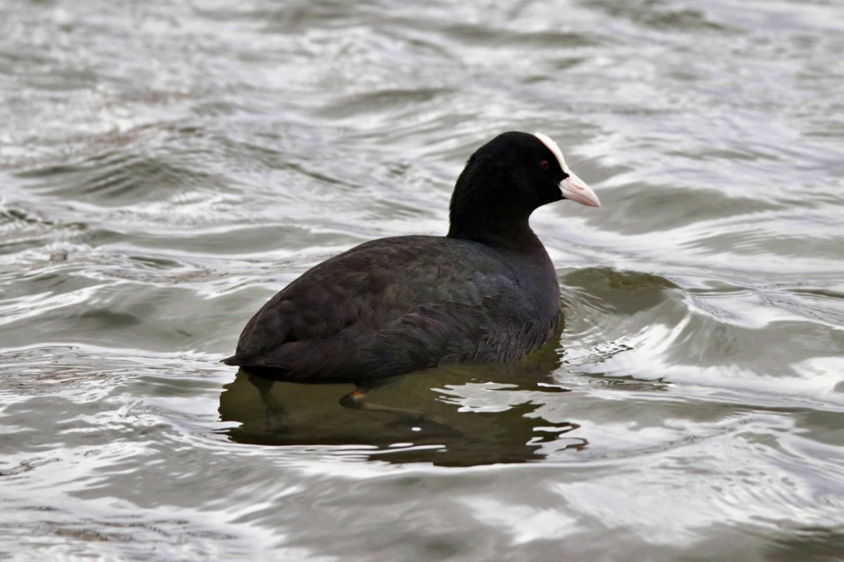 Водоплавающие птицы Ленинградской области лысуха