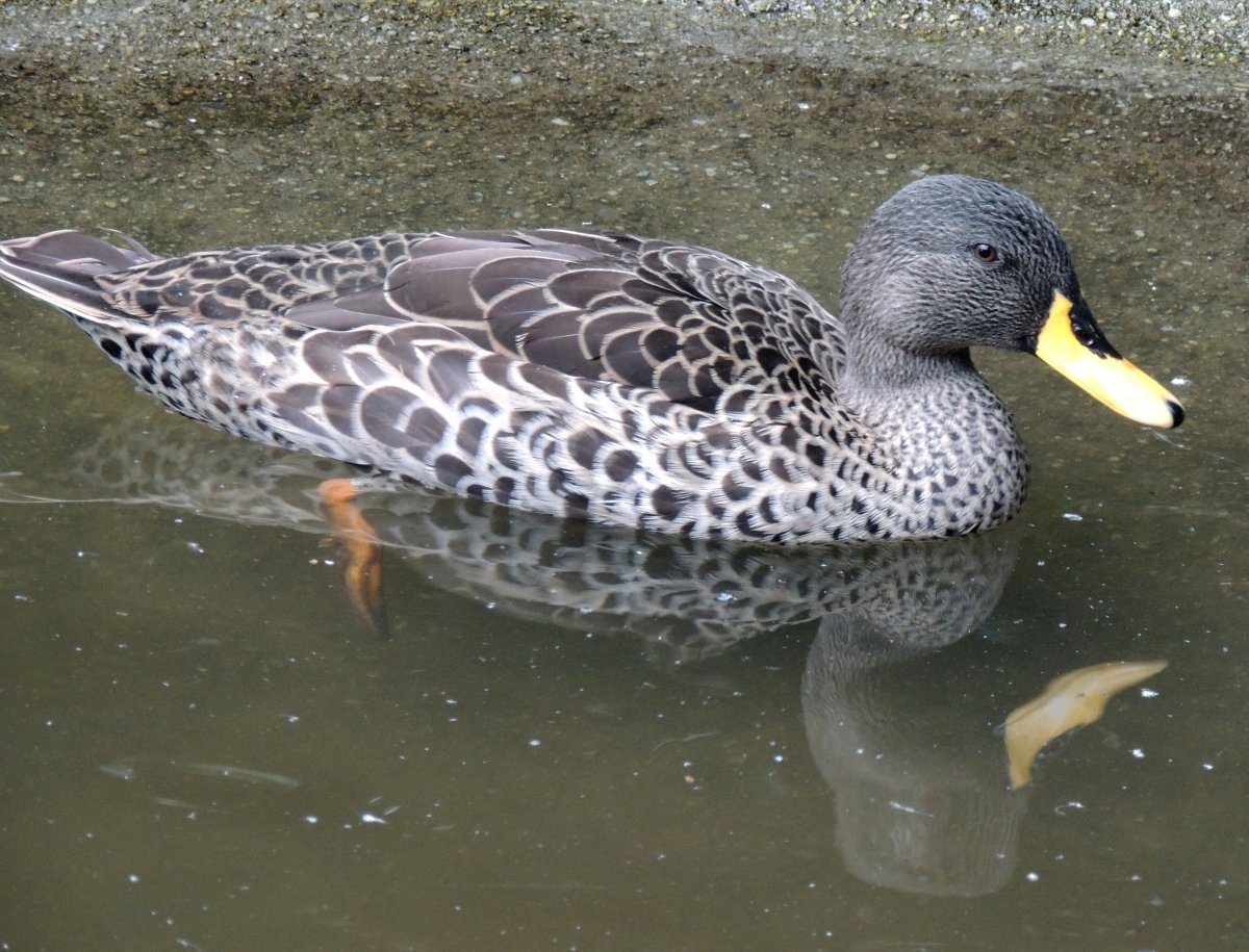 Утки порода Анкона