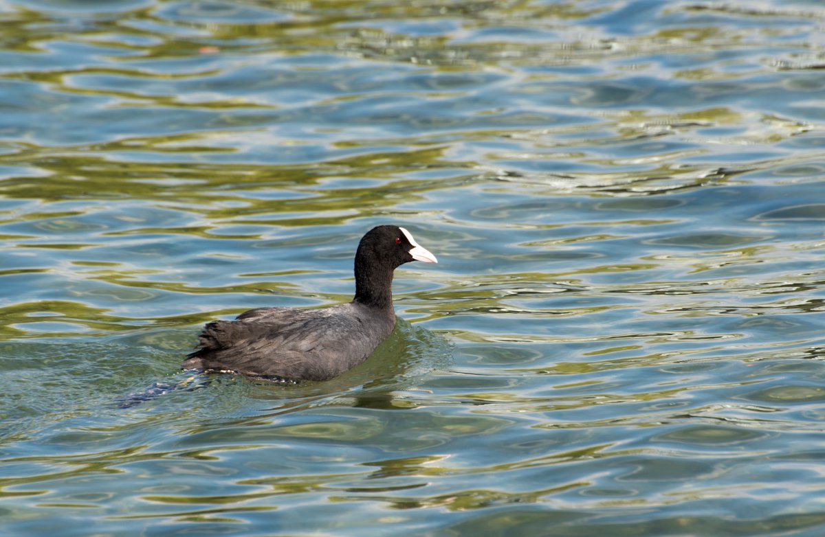 Водоплавающие птицы Ставрополья