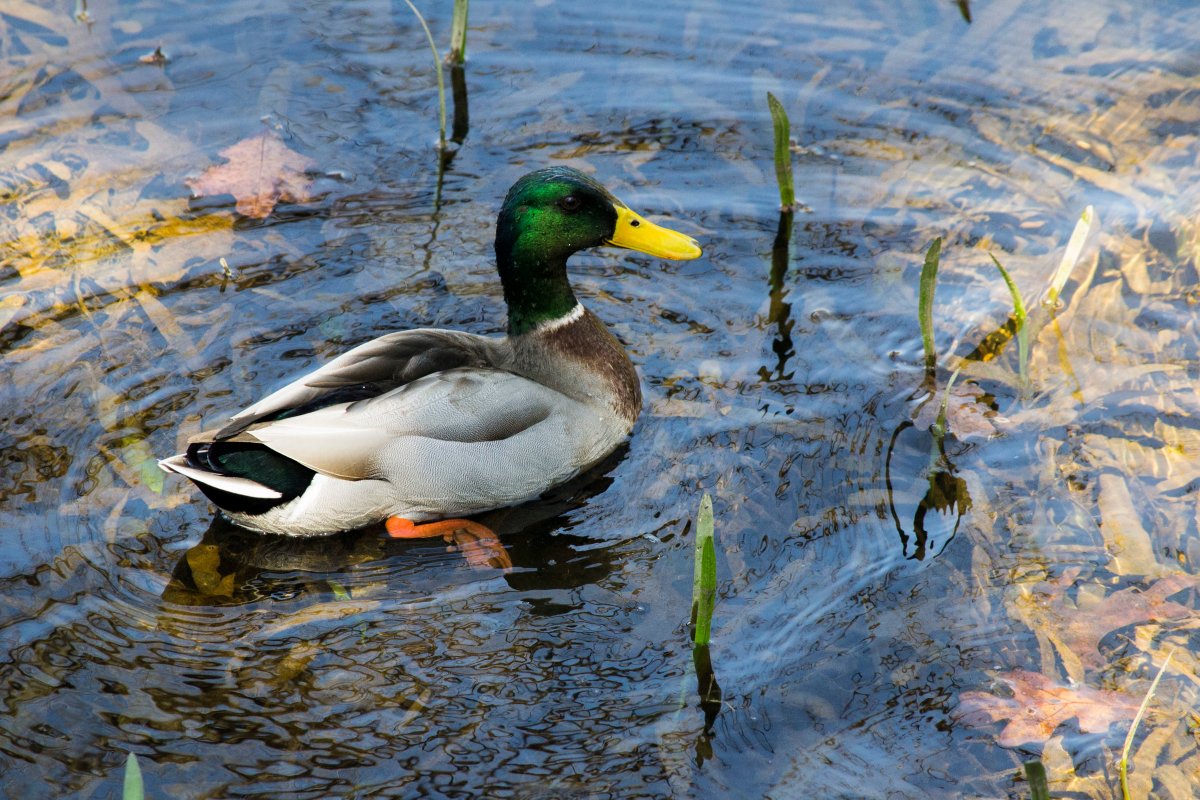 Водоплавающие птицы кряква