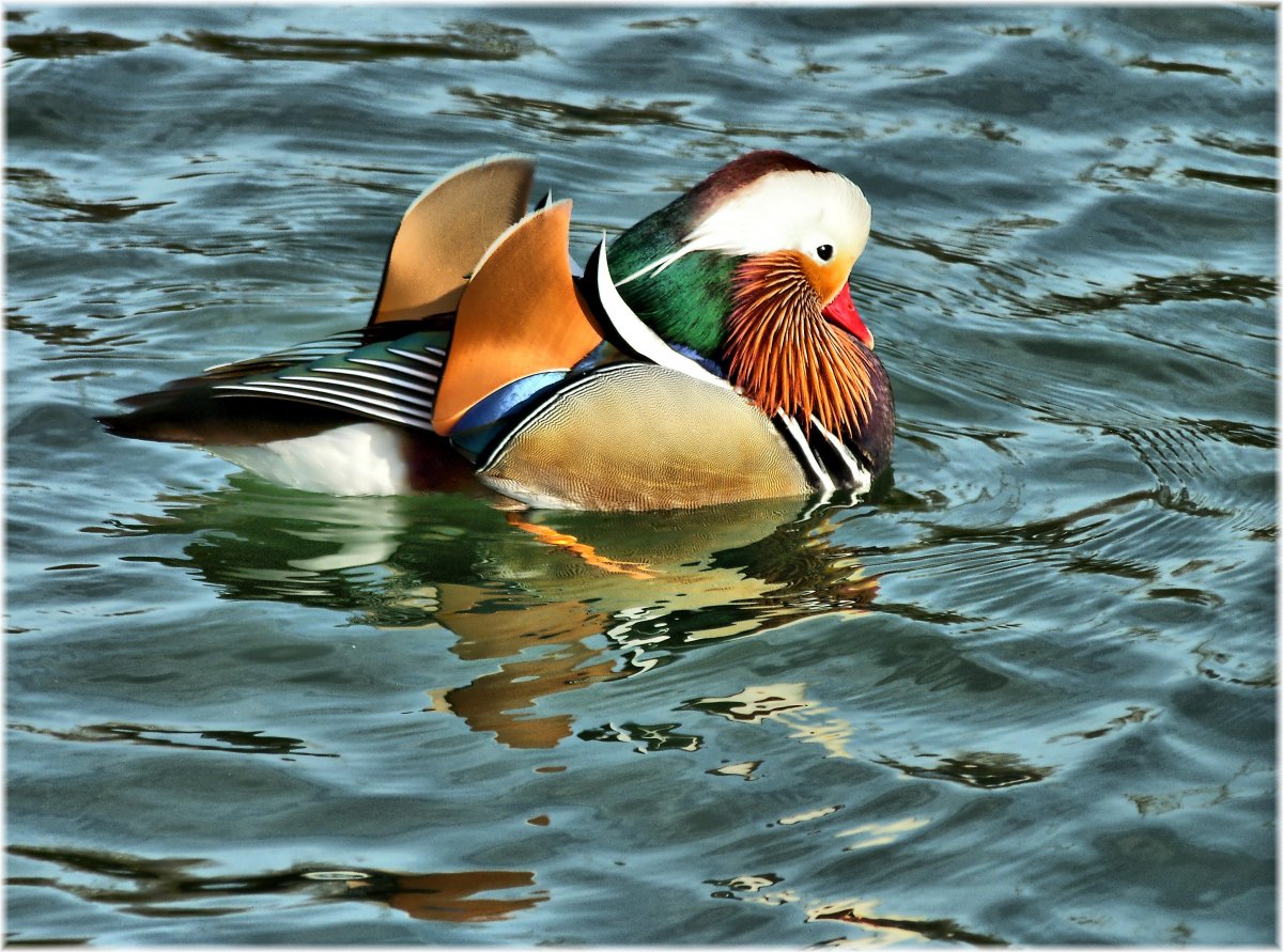 Мандаринка птица