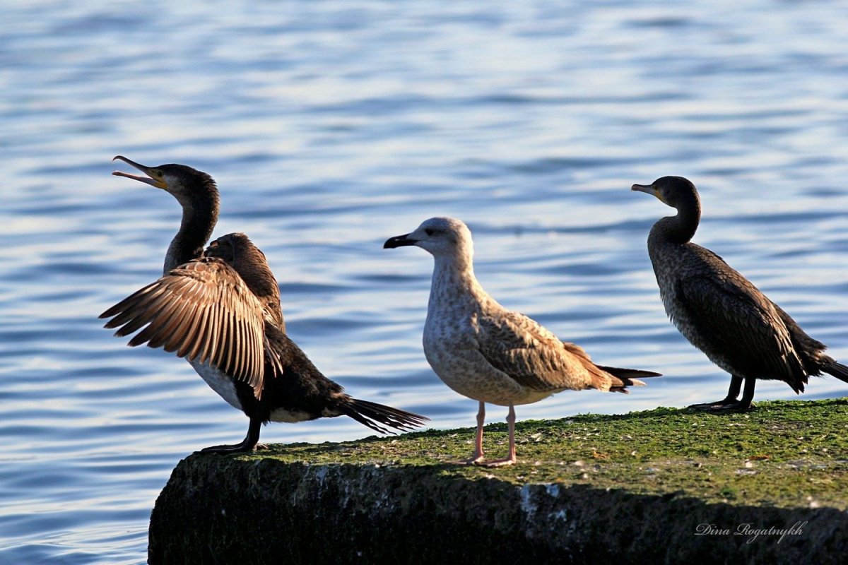 Водоплавающие птицы Приморско Ахтарск Баклан