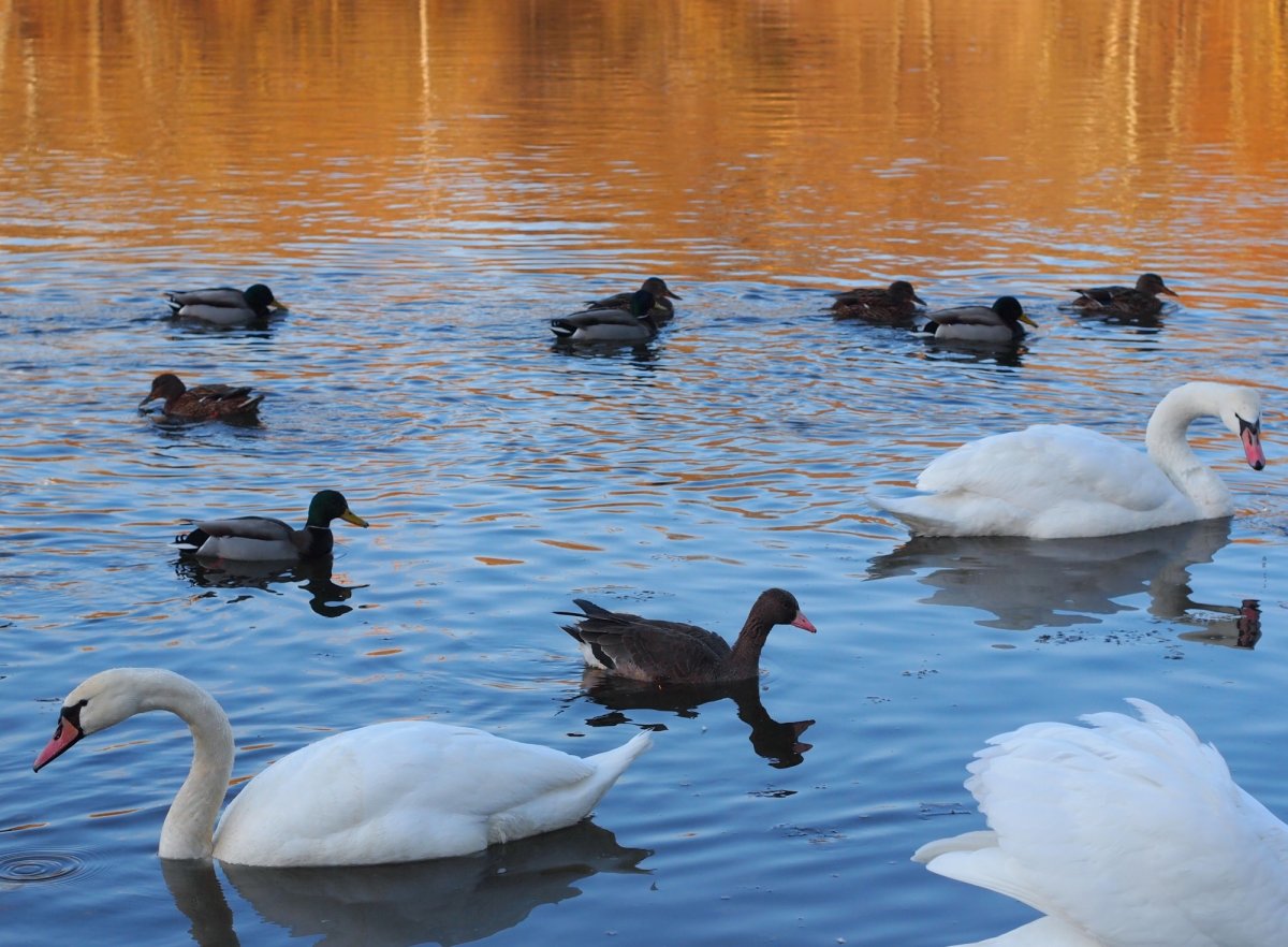 Водоплавающие птицы промышленное Птицеводство