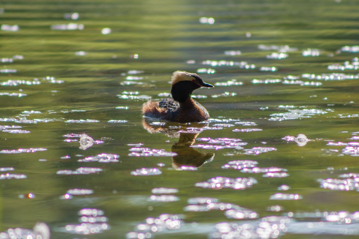 Водоплавающие птицы Подмосковья