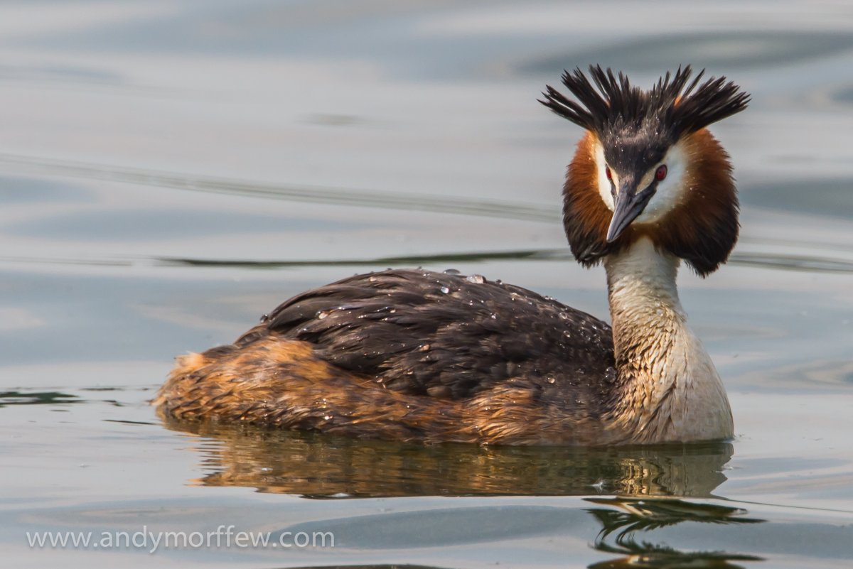Чага птица водоплавающая