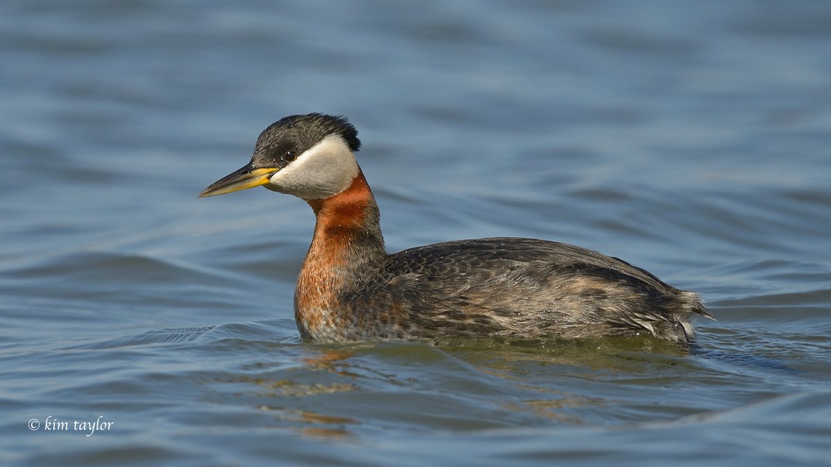 Водоплавающие птицы Ленинградской