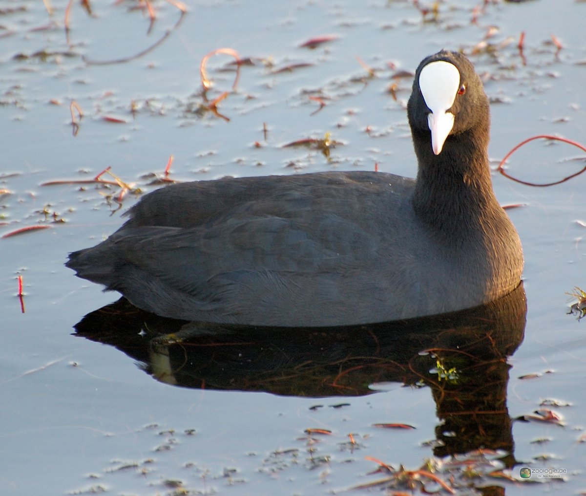 Лысухи водоплавающей птицы