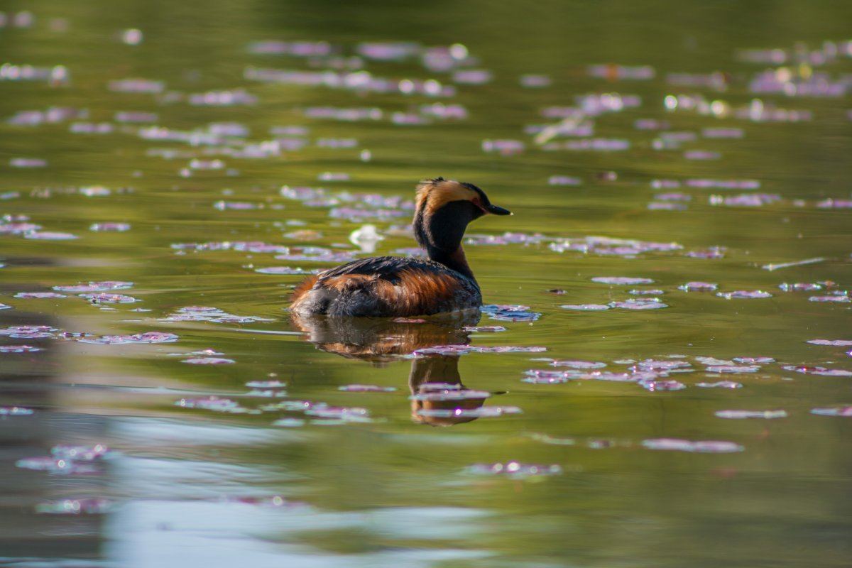Водные птицы Калининградской области