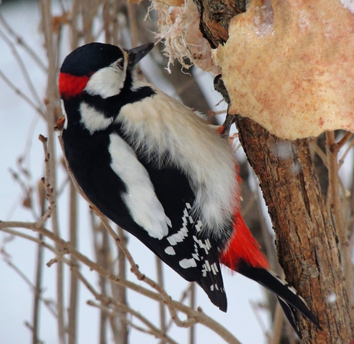 Сойка Крымская