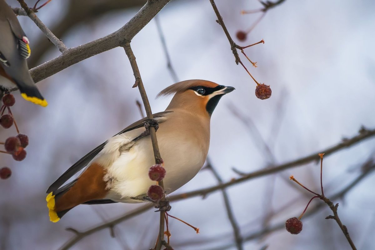 Зимующие птицы Воронежской