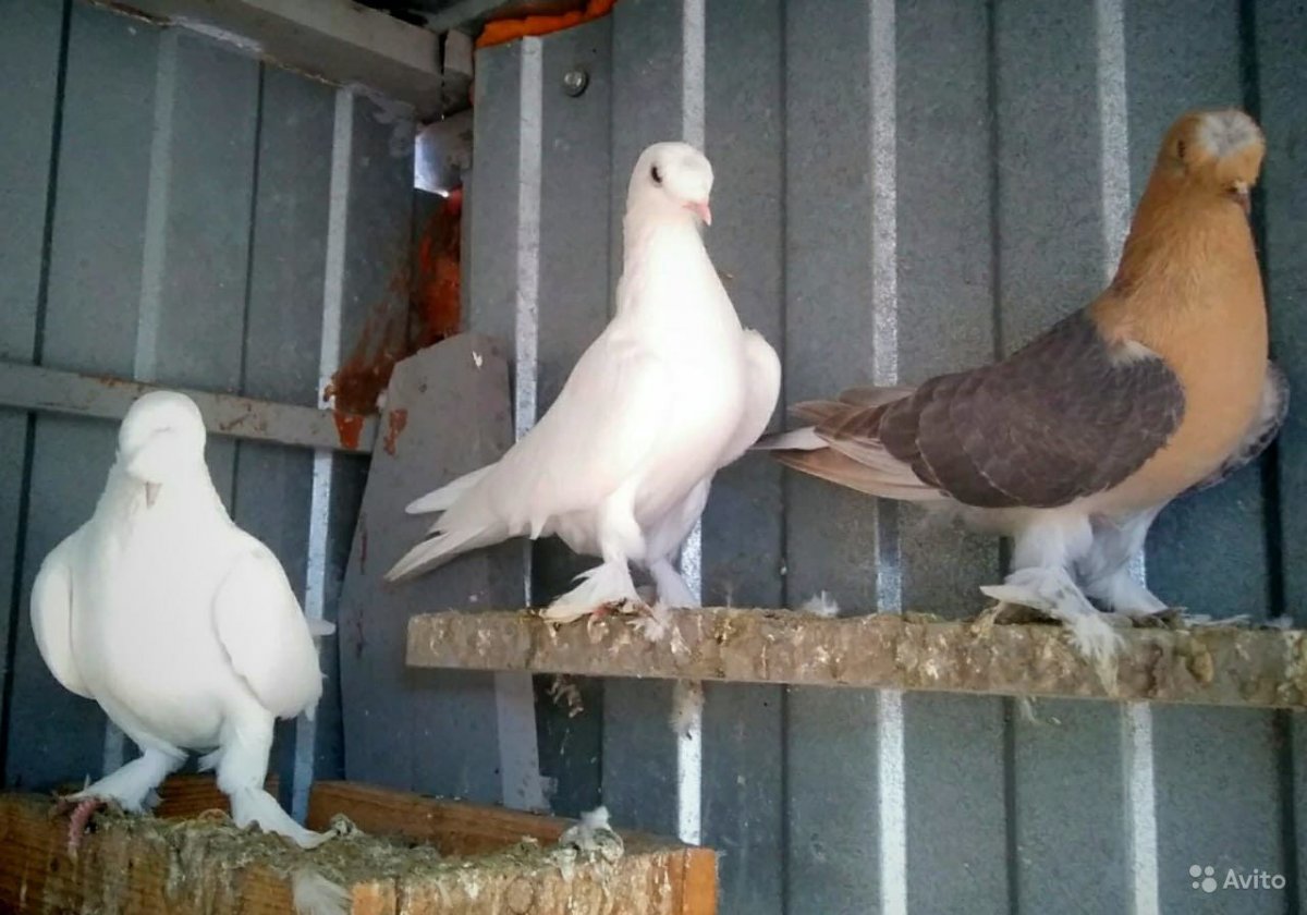 Такла сарикофаарап