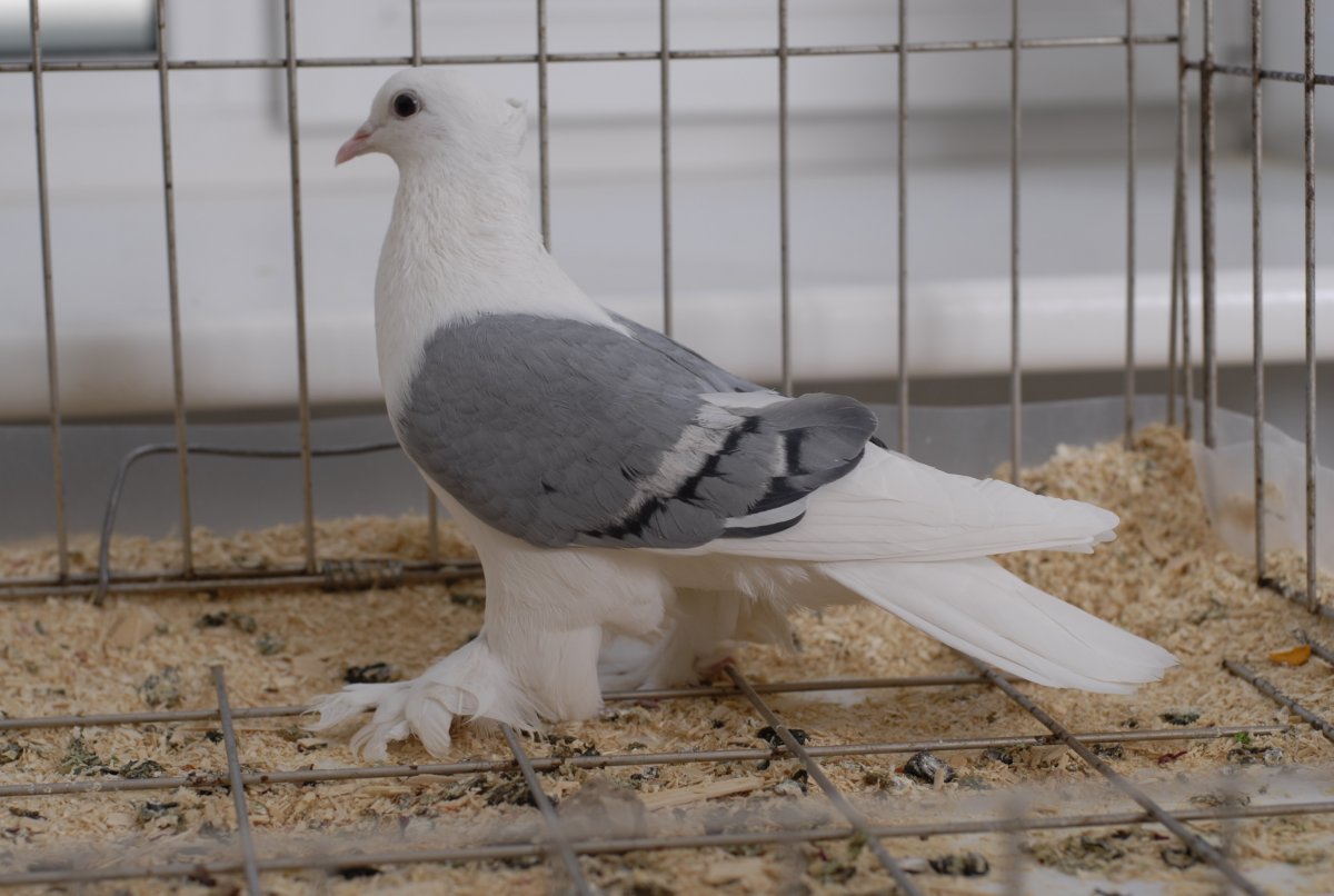 Вислокрылый Турман