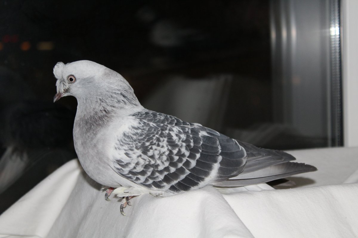 Такла турецкие голуби