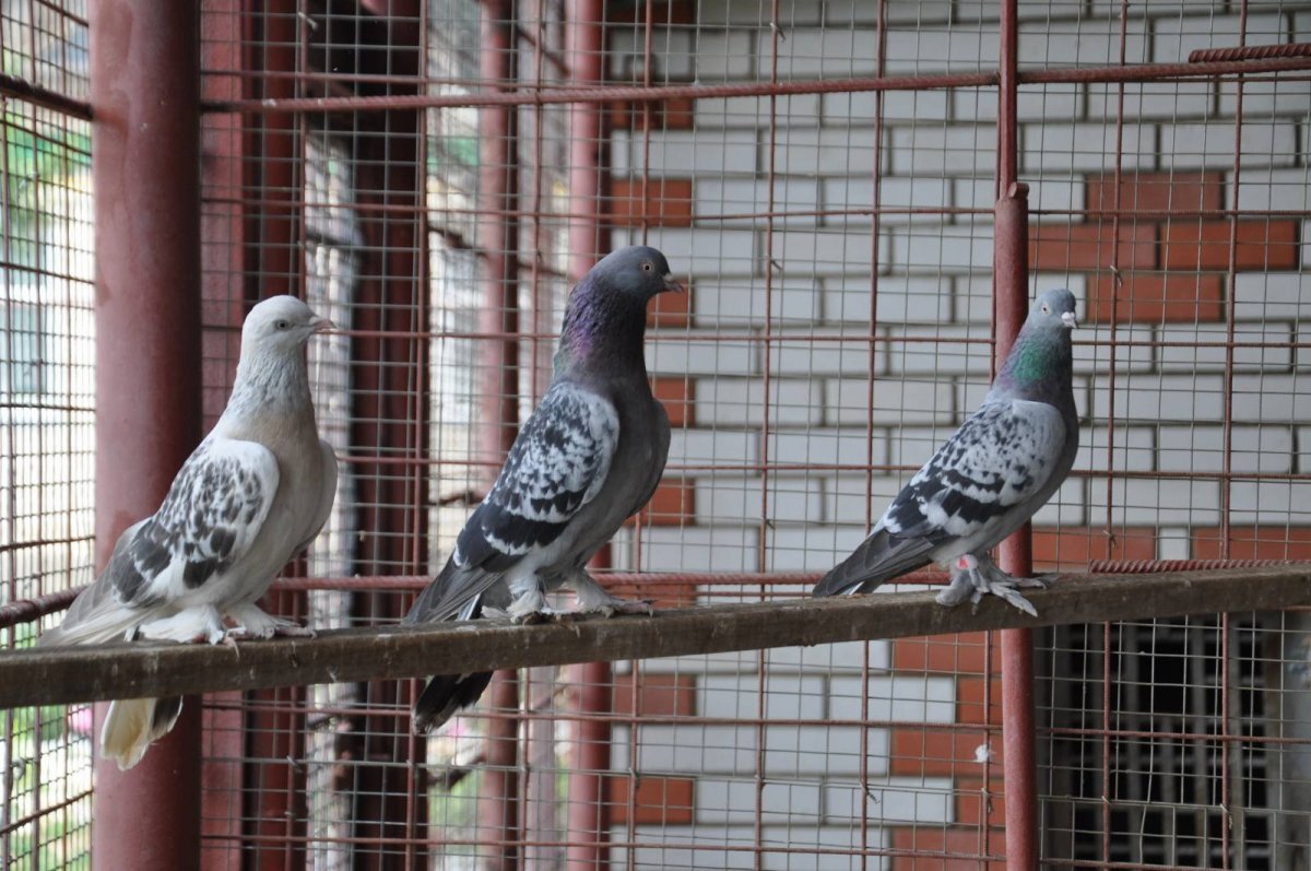 Такла голуби чубатые