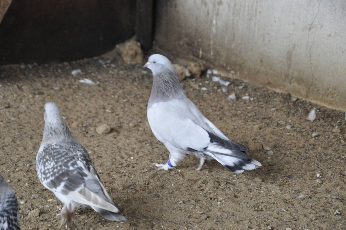 Такла эфлатон