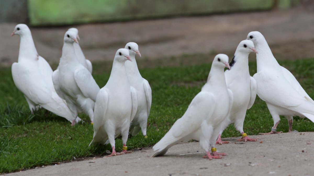 Турецкие бойные голуби
