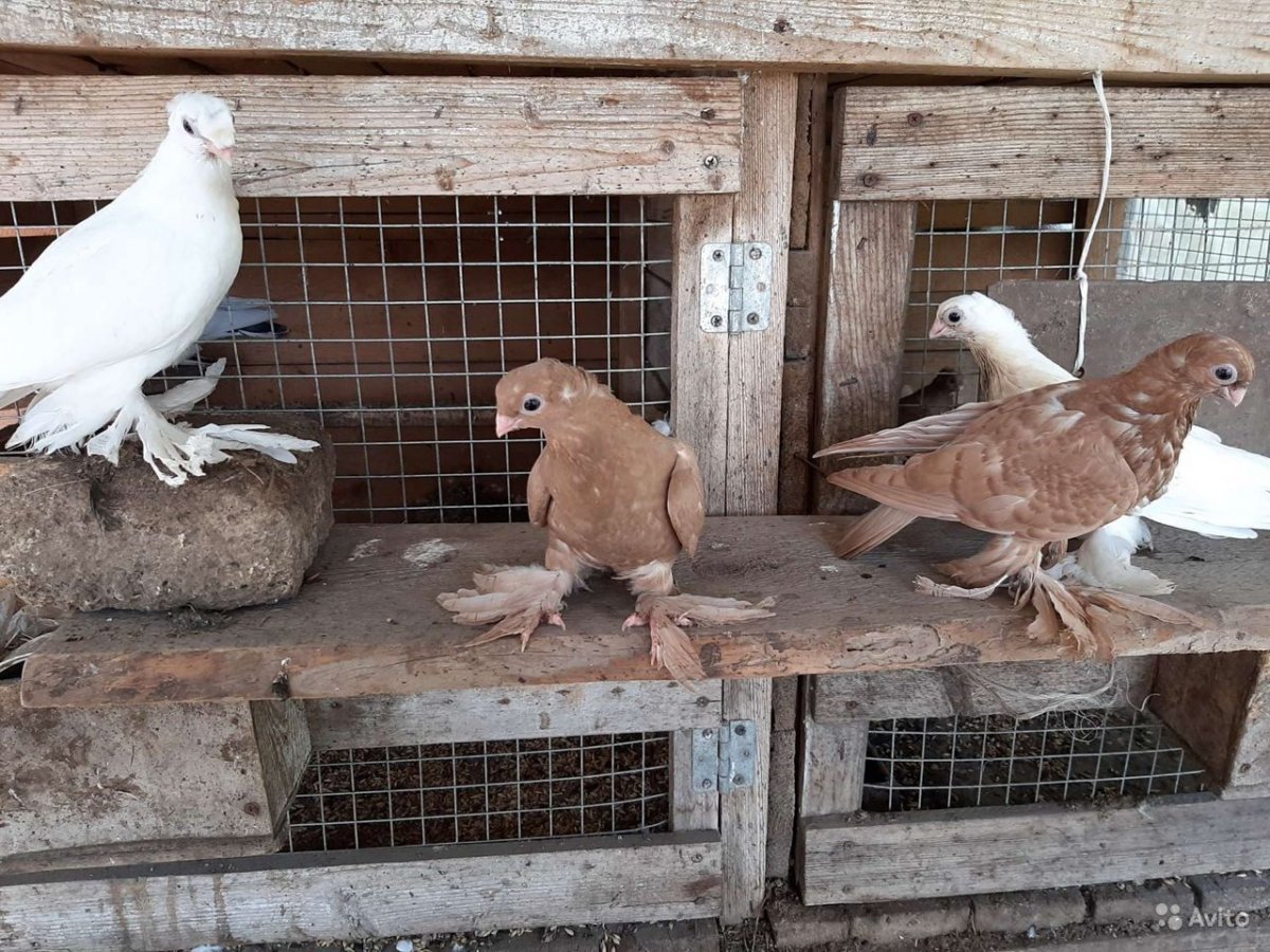 Голуби породы Такла
