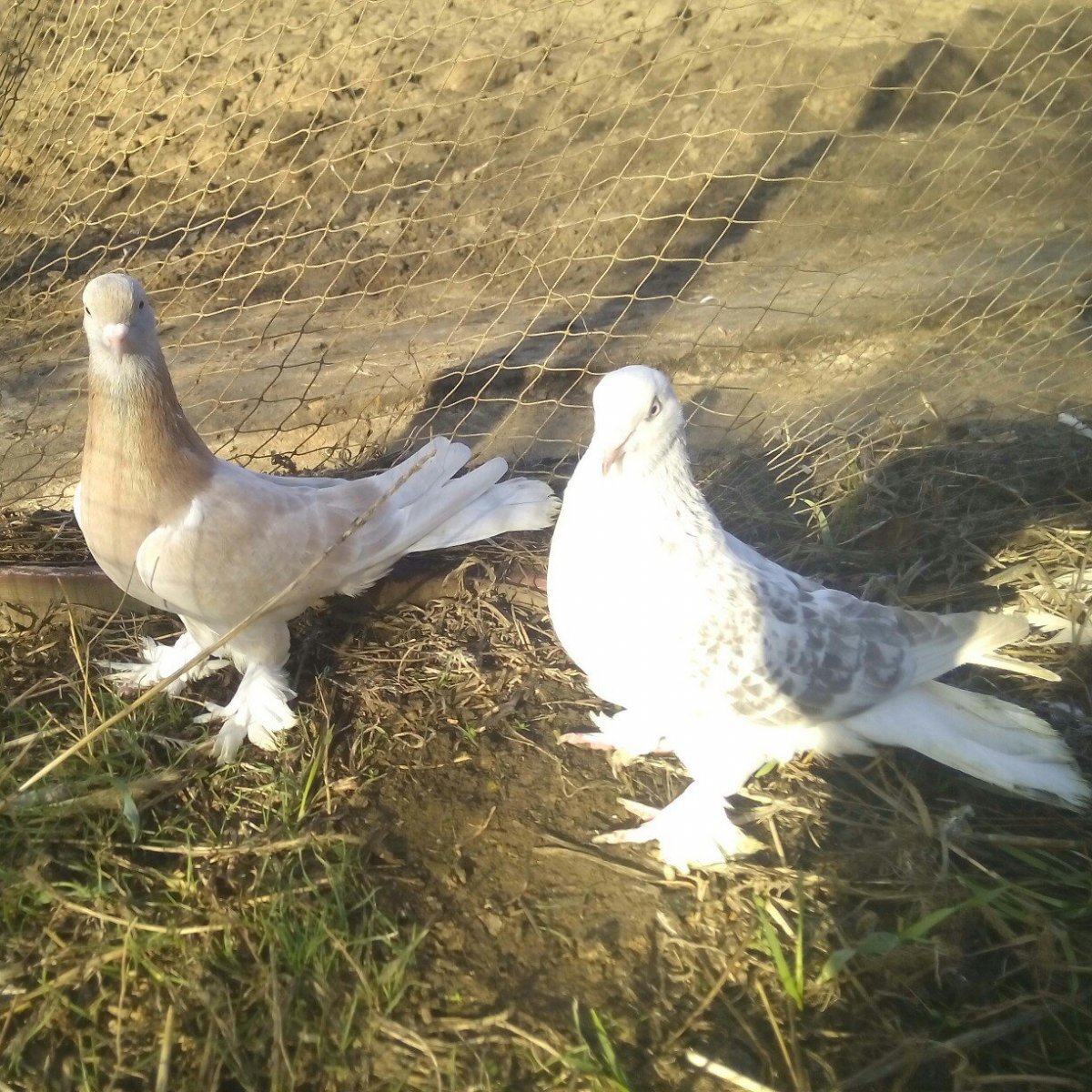 Турецкие бойные голуби