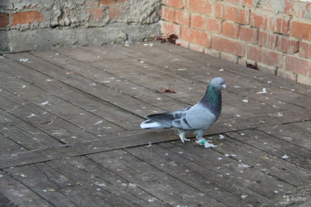 Голубь Такла Мермери