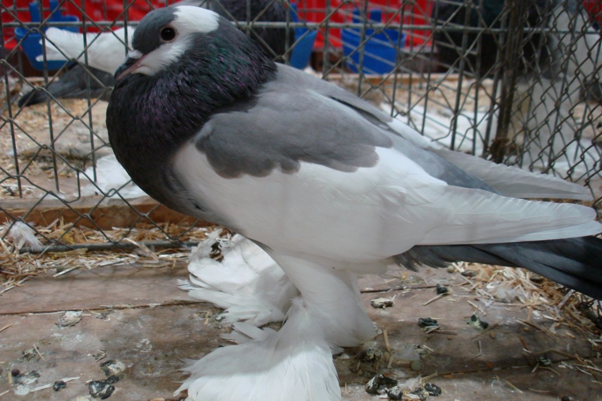 Карликовые дутыши голуби