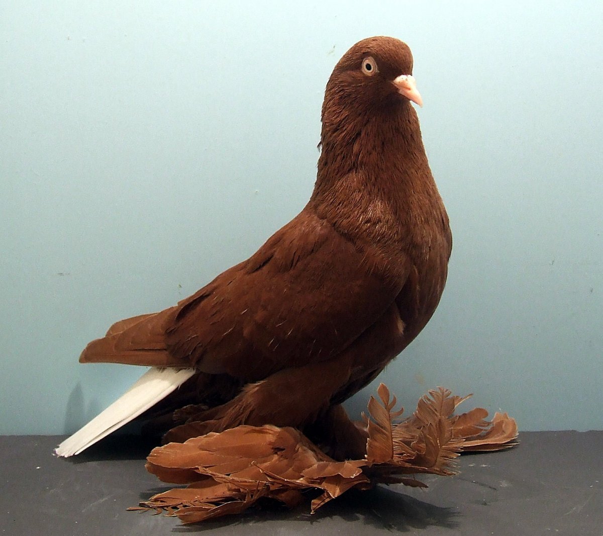 Орловский Бородун порода голубей