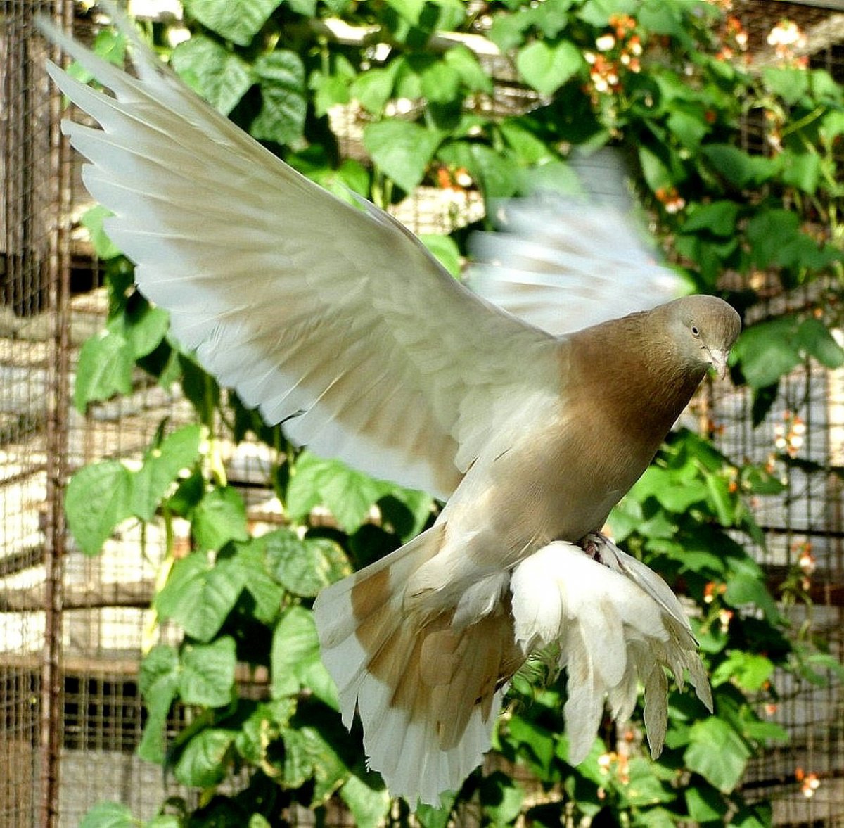 Голуби Такла