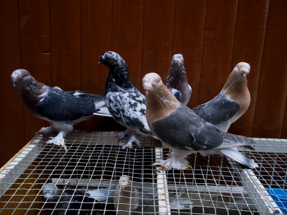 Голуби Такла бойные турецкие турки