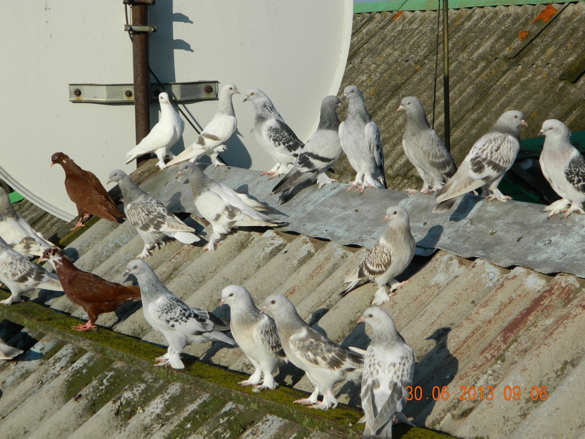 Голуби на зоорынке