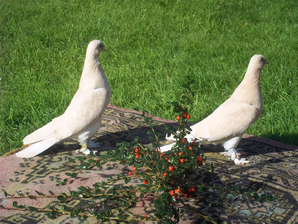 Птицы породы голубей Такла