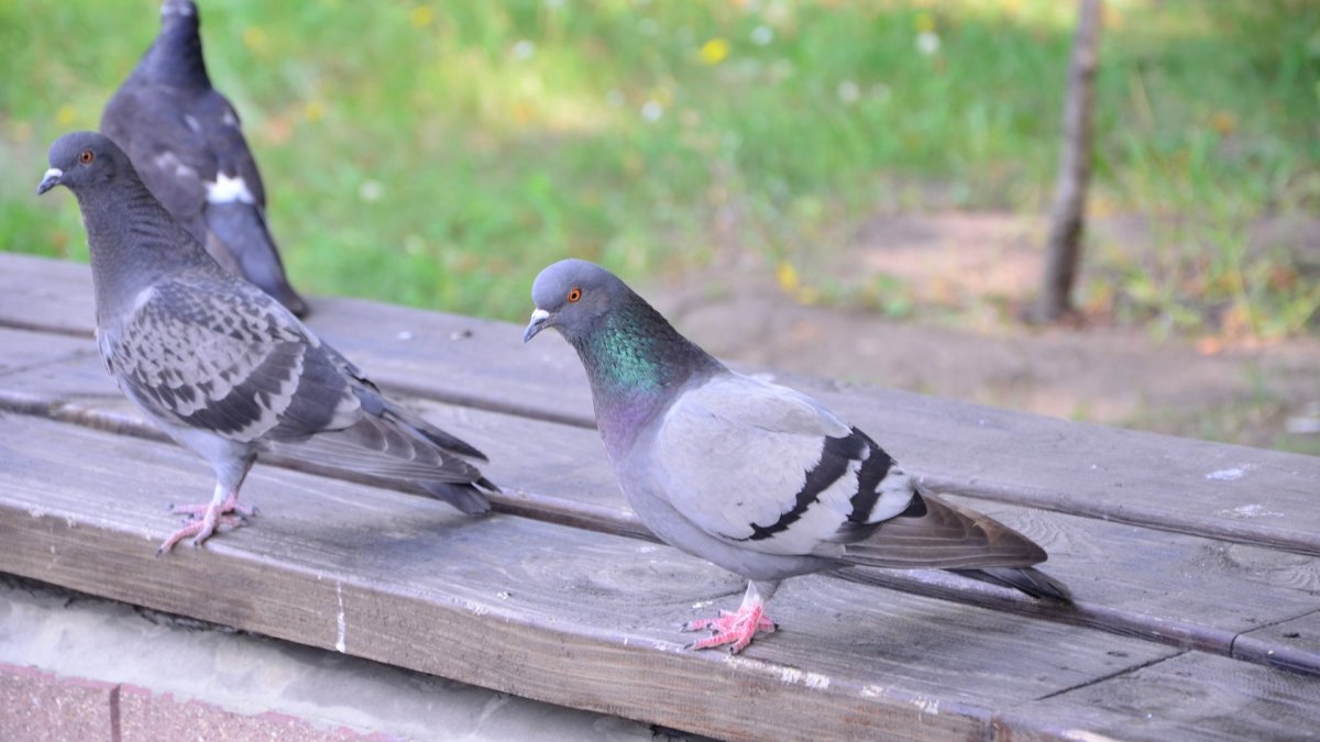 Голуби Геншин